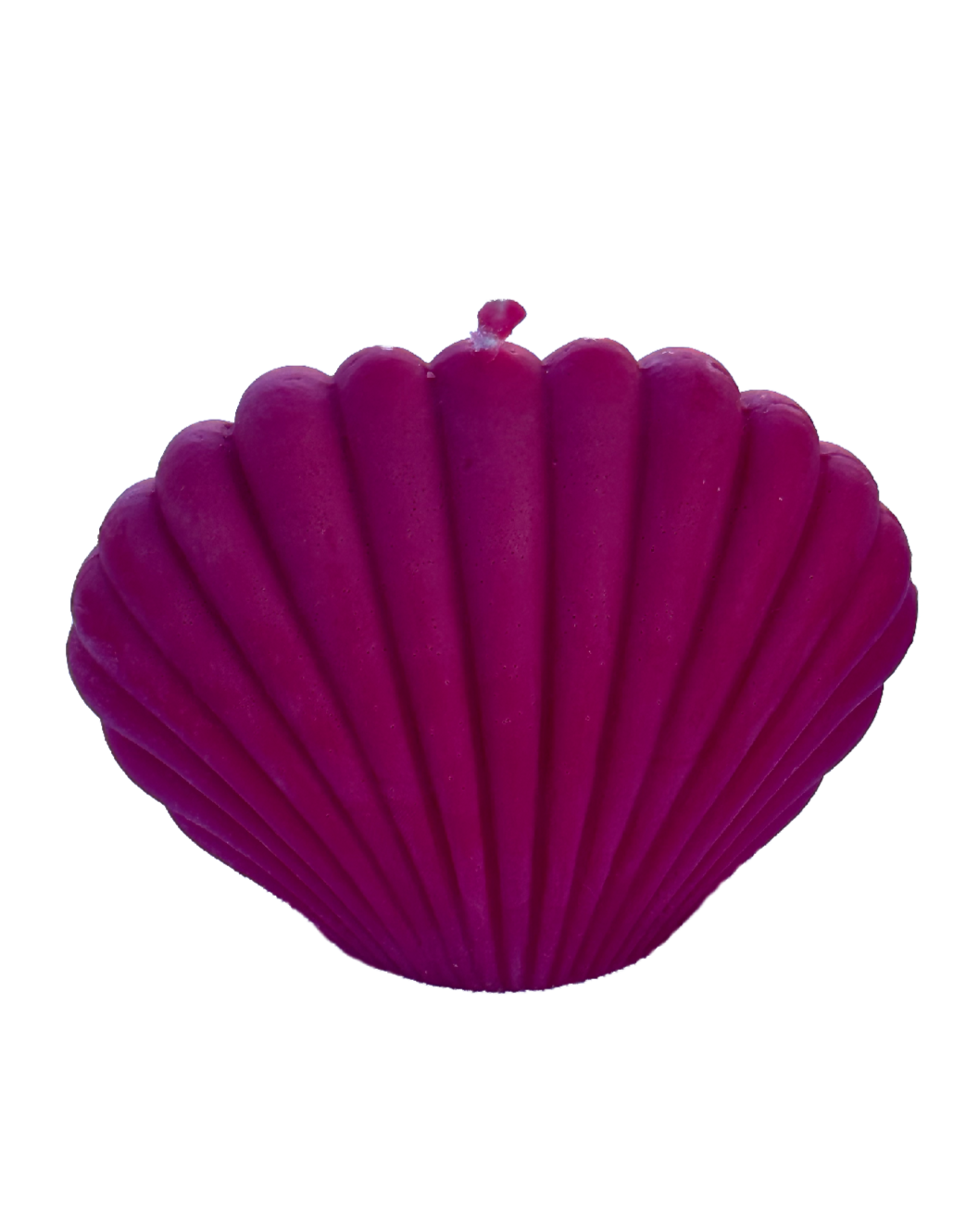 Shy Clam